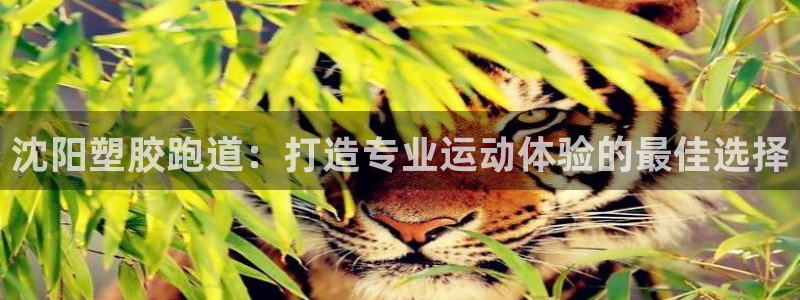 红足一1世手机版新皇冠：沈阳塑胶跑道：打造专业运动体验的最佳选择