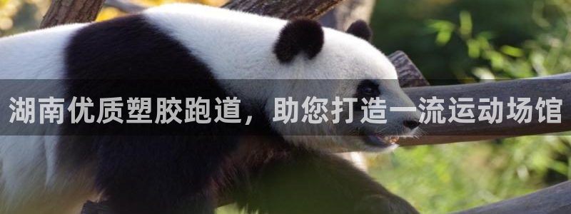 红足1世手足球比分：湖南优质塑胶跑道，助您打造一流运动场馆