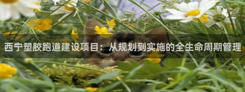 百度红足一1视频在线观看：西宁塑胶跑道建设项目：从规划到实施的全生命周期管理